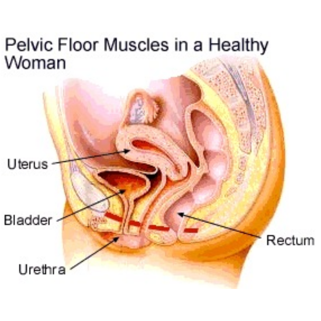 Pelvic Floor Muscles | Chrysalis Spa