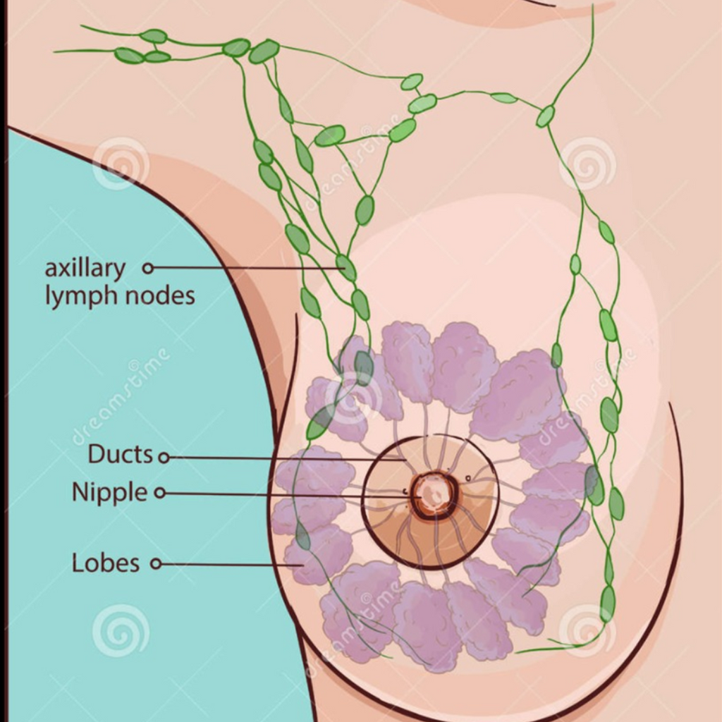 Breast Detoxification Massage | Chrysalis Spa