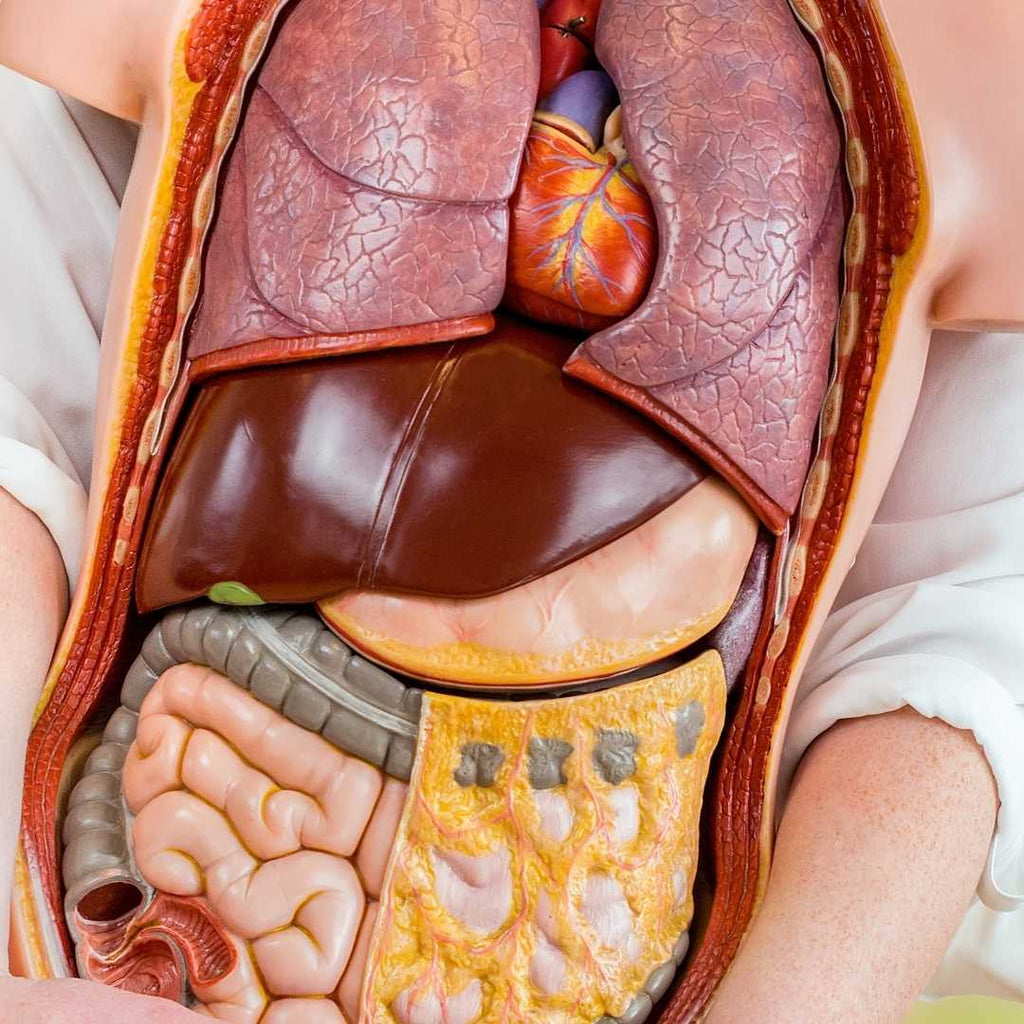 Cellular Metabolism | Chrysalis Spa Pte Ltd