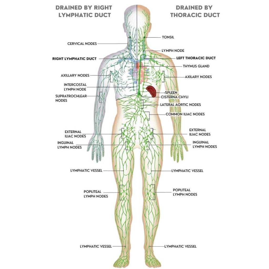 Lymphatic Drainage Massage Benefits | Chrysalis Spa 