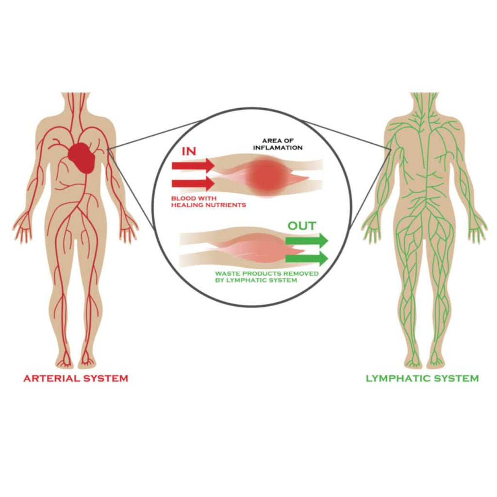 Lymphatic System vs Circulatory System | Chrysalis Spa